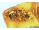 Very nice Honey Bee, Apoidea. Fossil insect in Baltic amber #8196