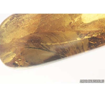 Very Nice Three Big Feathers, Aves. Fossil inclusions in Baltic amber #8199