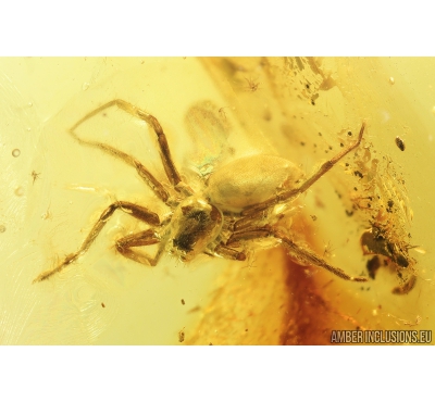 Big Spider, Araneae. Fossil inclusion in Baltic amber stone #8204