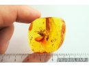 Big Spider, Araneae. Fossil inclusion in Baltic amber stone #8204