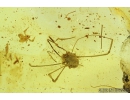 Harvestman, Opiliones, Pseudoscorpion and More. Fossil inclusions in Baltic amber #8252