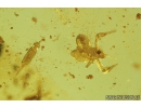 Harvestman, Opiliones, Pseudoscorpion and More. Fossil inclusions in Baltic amber #8252