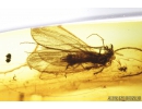 Two Caddisflies, Trichoptera. Fossil insects in Baltic amber #8255