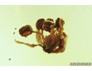 Nice Oak Flower, Plant. Fossil inclusion in Baltic amber stone #8258