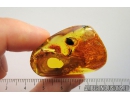 Nice Bud. Fossil inclusion in Baltic amber #8300