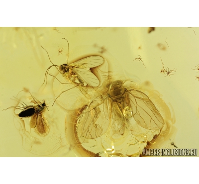 Rare Psyllid, Psylloidea Aphalaridae and More. Fossil insects in Baltic amber #8500