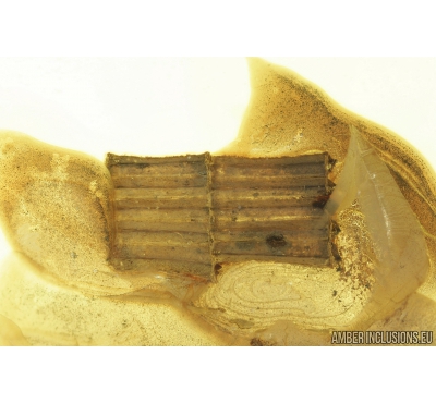 REPTILIA, Lizard Skin Fragment and More. Fossil inclusions in Ukrainian Rovno amber #8509R