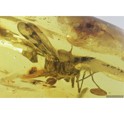 Rare Scorpionfly, Mecoptera, Panorpidae. Fossil inclusion in Big 42g Ukrainian Rovno amber stone #8512R