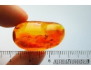 Reptilia, Lizard Skin Fragment. Fossil inclusion in Baltic amber #8601