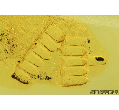 Reptilia, Lizard Skin Fragment. Fossil inclusion in Baltic amber #8602