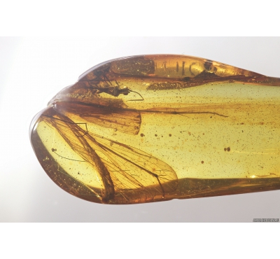 Fragment of Scorpionfly, Mecoptera, Bittacidae and Wasp, Hymenoptera Fossil insect in Baltic amber #8626