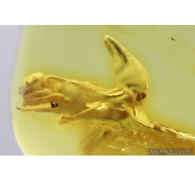 Adult Earwig, Dermaptera. Fossil insect in Baltic amber #8724