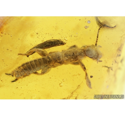 Rare Webspinner Embioptera, Centipede Lithobiidae, Leaf and More. Fossil Inclusions in Baltic amber #8748