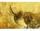 Rare Awl-fly Xylophagidae. Fossil insect in Baltic amber #8842