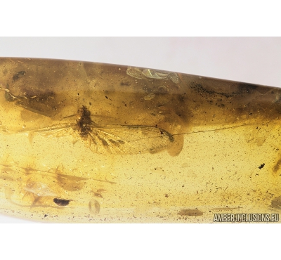 Mayfly Ephemeroptera, Beetle Coleoptera and More. Fossil insects in Baltic amber stone #8938
