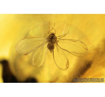 Whitefly Aleyrodidae and Fungus gnats Mycetophilidae. Fossil insects in Baltic amber #8944