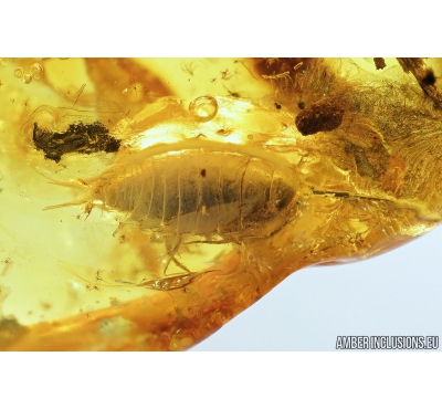 Big Isopoda Woodlice, Mite Acari and More . Fossil inclusions in Baltic amber #9110