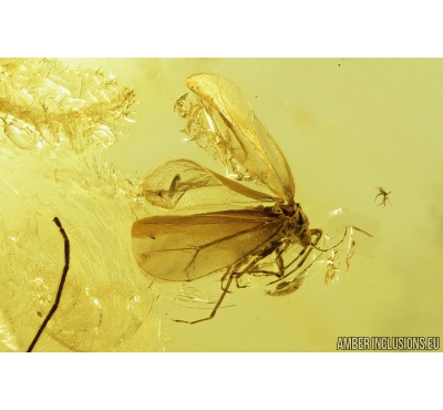 Rare Psyllid, Psylloidea. Fossil insect in Baltic amber #9198