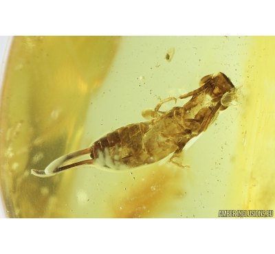 Rare Earwig, Dermaptera. Fossil insect in Baltic amber #9442