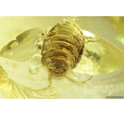 Rare Isopoda, Ligiidae. Fossil insect in Ukrainian Rovno amber #9515R