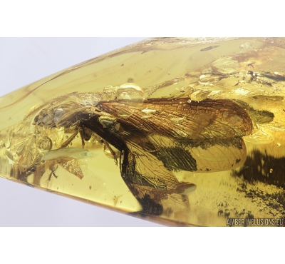 Big 19mm! Termite, Isoptera. Fossil inclusion in Baltic amber stone #9517
