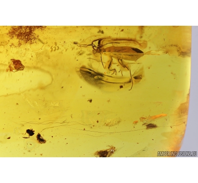 Mammalian hair and Bug Heteroptera. Fossil inclusions in Baltic amber #9556