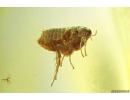 Extremely Rare FLEA, SIPHONAPTERA. Seventh specimen in Baltic amber #9574