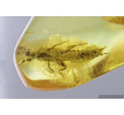 Rare Webspinner Embioptera. Fossil Inclusion in Baltic amber #9645