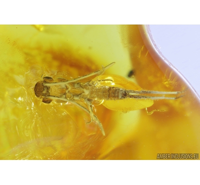 Rare Earwig Dermaptera. Fossil insect in Nice Baltic amber stone #9646