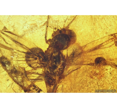 Mayfly, Ephemeroptera. Fossil insect in Baltic amber stone #9843