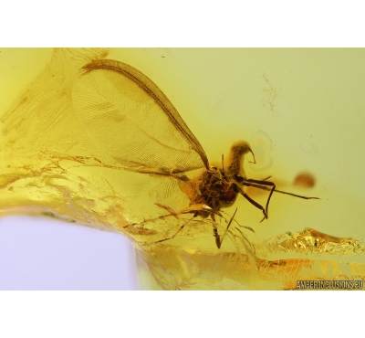 Coccid Matsucoccus. Fossil insect Baltic amber #9881