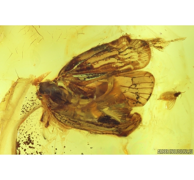 Nice Planthopper Achilidae. Fossil insect in Big Baltic amber stone #9897