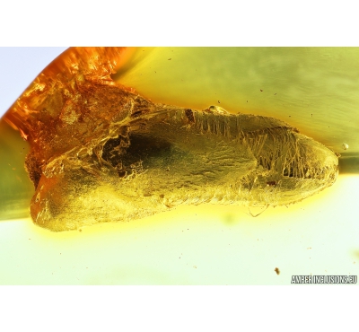 Very Nice Bud and Long-legged fly Dolichopodidae. Fossil inclusions in Baltic amber #9987