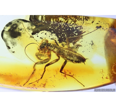 Extremely Rare Adult Praying Mantis Mantodea. Fossil insect in Baltic amber #9990