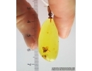 Genuine Baltic amber golden 14k pendant with fossil insects - Flies #g150_001