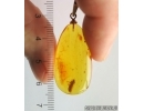 Genuine Baltic amber golden 14k pendant with fossil insect- Caddisfly Thichoptera #g150_003