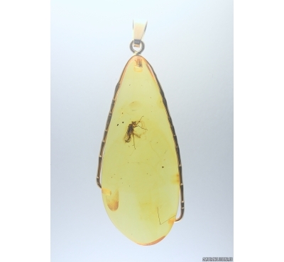 Genuine Baltic amber golden 14k pendant with fossil insect - Snipe Fly Rhagionidae #g220_025