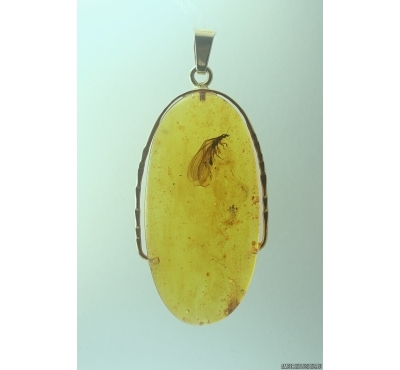 Genuine Baltic amber golden 14k pendant with fossil insect Termite Isoptera #g220_029