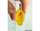 Genuine Baltic amber golden 14k pendant with fossil insect Termite Isoptera #g220_029
