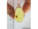 Genuine Baltic amber golden 14k pendant with fossil insect Long-legged fly Dolichopodidae #g220_031