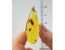 Genuine Baltic amber golden 14k pendant with fossil insect- Nice Caddisfly Thichoptera #g220_036