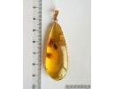 Genuine Baltic amber golden 14k pendant with fossil insect- Nice Caddisfly Thichoptera #g220_036