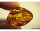 Nice large Millipede, Diplopoda in Baltic amber #4900