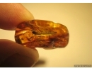 Nice large Millipede, Diplopoda in Baltic amber #4900