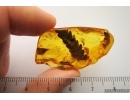 FERN, PTERIDOPHYTA in Baltic amber #4349