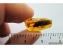 Cockroach, Blattaria in Baltic amber #4741