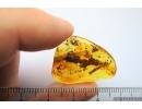 Very long 21mm THUJA in Baltic amber #4357