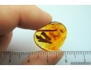 Nice looking THUJA and LEAF in Baltic amber #2286