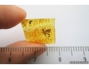 EXTREMELY RARE STEPHANIDAE, Crown wasp in Baltic amber #4639