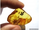 Very Nice Rare flower in Baltic amber #5218